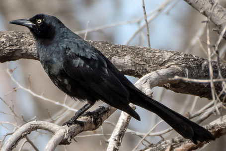 Great-Tailed Grackle, Quiscalus mexicanus, New Mexico