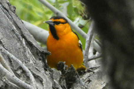 Female Bullock's oriole, Icterus bullockii, New Mexico