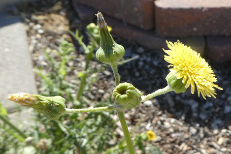 Sow Thistle, Sonchus, New Mexico