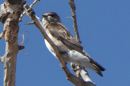 Northern Rough-Winged Swallow, Stelgidopteryx serripennis, New Mexico
