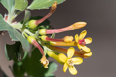 Golden Currant, Ribes aureum, New Mexico