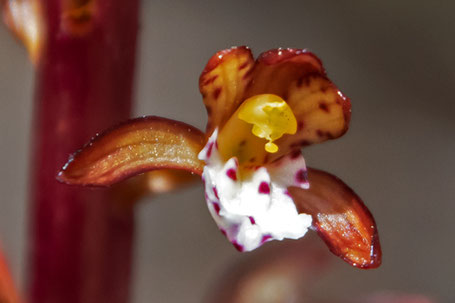 Summer or Spotted Coralroot Orchid,  Corallorhiza maculata, New Mexico