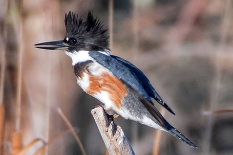 Belted Kingfisher, Megaceryle alcyon, New Mexico