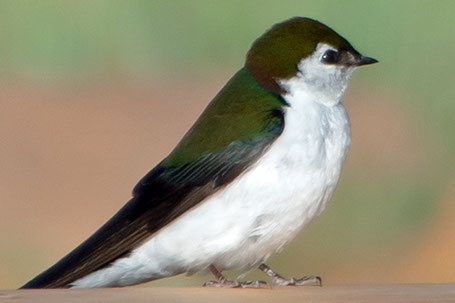 Violet-Green Swallow, Tachycineta thalassina, New Mexico