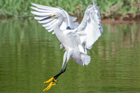 Snowy Egret, Egretta Thula, New Mexico