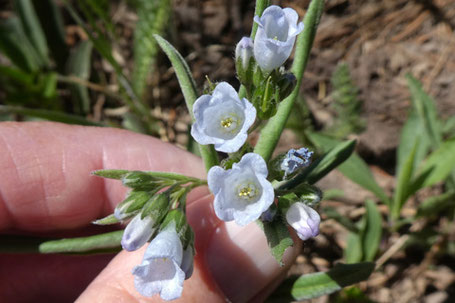 Lanceleaf Bluebells, Mertensia lanceolata, New Mexico
