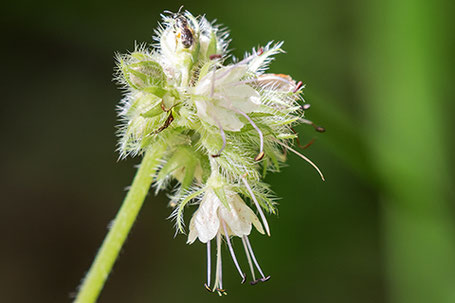 Fendler's Waterleaf, Hydrophyllum fendleri, New Mexico