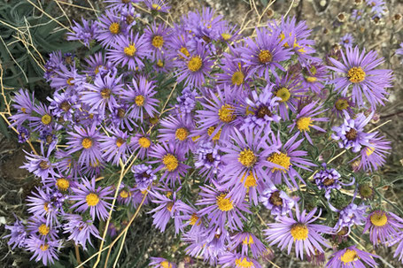 Purple Aster, Dieteria, New Mexico