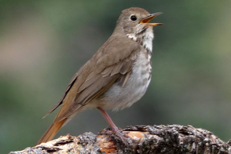 Hermit Thrush, Cathartus guttatus, New Mexico