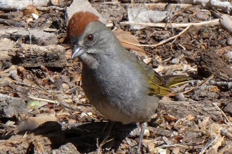Green-Tailed Towhee, Pipilo chlorurus, New Mexico