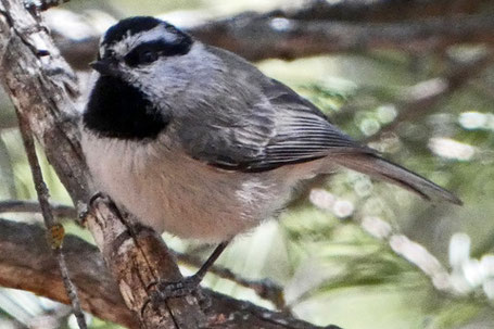 Mountain Chickadee, Poecile gambeli, New Mexico