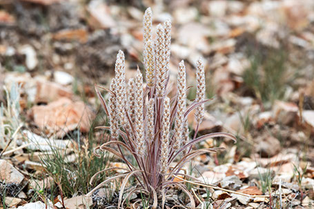 Woolly Plantain, Plantago patagonica, New Mexico