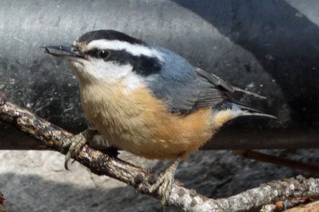 Red-Breasted Nuthatch, Sitta canadensis, New Mexico