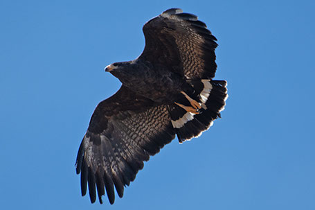  Common Black Hawk,  Buteogallus anthracinus, New Mexico