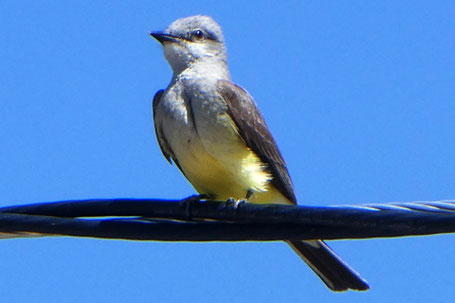 Western Kingbird, Tyrannus verticalis, New Mexico