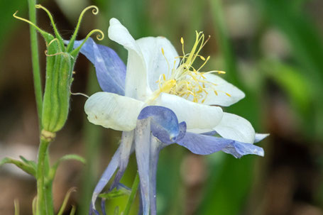 Leather Flower, Clematis sp., New Mexico