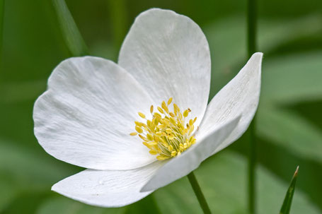 Canada or Meadow Anemone,  Anemone canadensis
