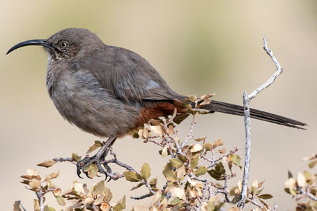 Crissal Thrasher, Toxostoma crissale, New Mexico