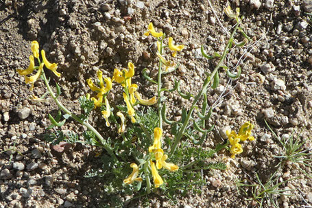 Golden Corydalis, Golden Smoke, Scrambled Eggs, Corydalis aurea, New Mexico