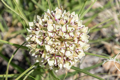 Spider Milkweed, Antelope Horns, Asclepias asperula, New Mexico