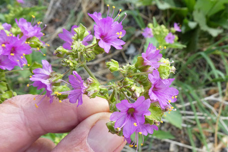 Four O'Clock, Mirabilis, New Mexico
