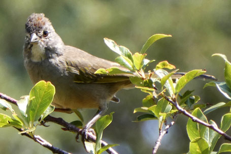 Green-Tailed Towhee, Pipilo chlorurus, New Mexico