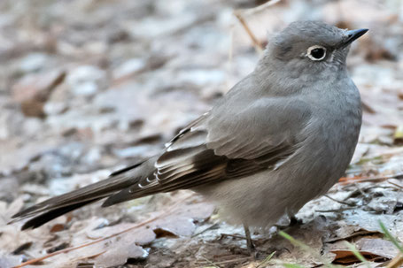 Townsend's Solitaire,  Myadestes townsendi, New Mexico