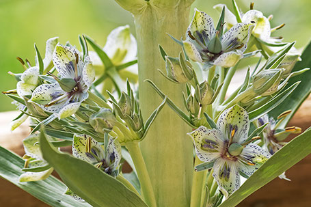 Monument-Plant, Green Gentian, Frasera speciosa, New Mexico