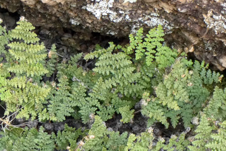 Polypodiales, Pteridaceae, Lip Fern, Cheilanthes, New Mexico