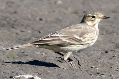 American Pipit, Anthus rubescens, New Mexico