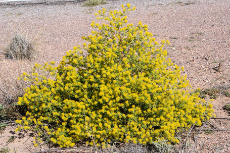 Jackass Clover, Spectacle Fruit, Wislizenia refracta, New Mexico