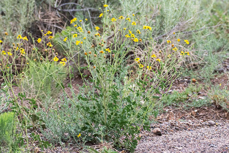 Bluntscale Bahia, Bahia pedata, New Mexico