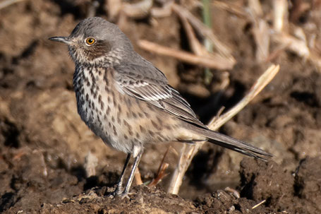 Sage Thrasher, Oreoscoptes montanus, New Mexico