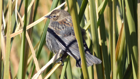 Female Red-Winged Blackbird, Agelaius phoeniceus, New Mexico