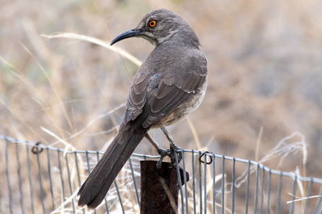 Curve-billed Thrasher, Toxostoma curvirostre, New Mexico