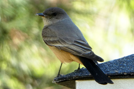 Say's Phoebe, Sayornis saya, New Mexico