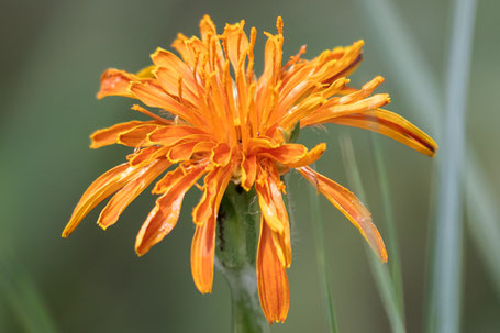 Orange Mountain Dandelion, Agerosis aurantiaca, New Mexico