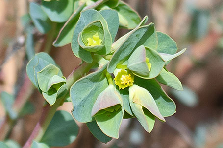 Mojave Spurge (?), Euphorbia cf. schizoloba, New Mexico