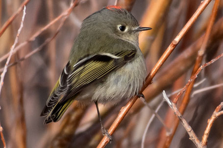 Ruby-Crowned Kinglet, Corthylio calendula, Regulus calendula, New Mexico