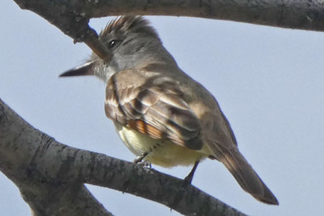 Ash-Throated Flycatcher, Myiarchus cinerascens, New Mexico