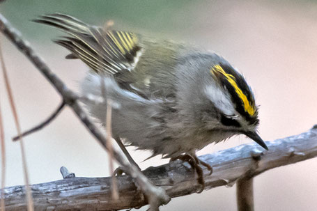 Golden-Crowned Kinglet, Regulus satrapa, New Mexico