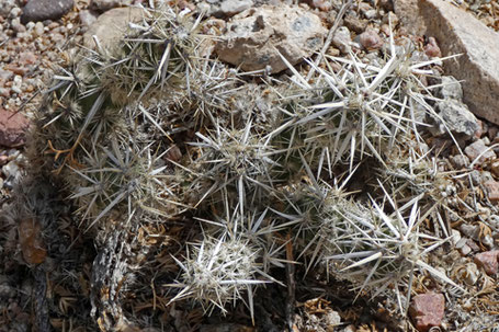 Club Cholla, Dagger Cholla, Grusonia clavata, New Mexico