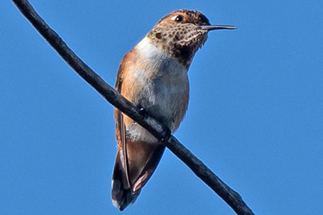 Immature male  Rufous Hummingbird, Selasphorus rufus, New Mexico
