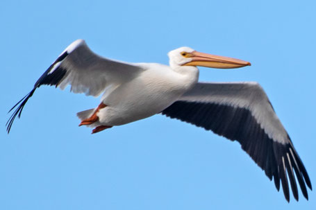American White Pelican, Pelecanus erythrorhynchos, New Mexico