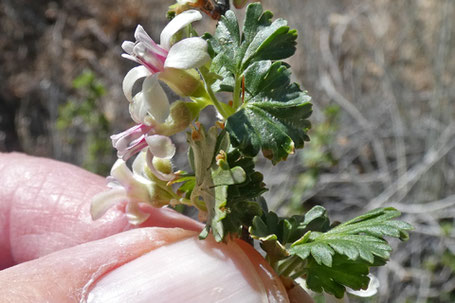 Trumpet Gooseberry, Ribes leptanthum, New Mexico