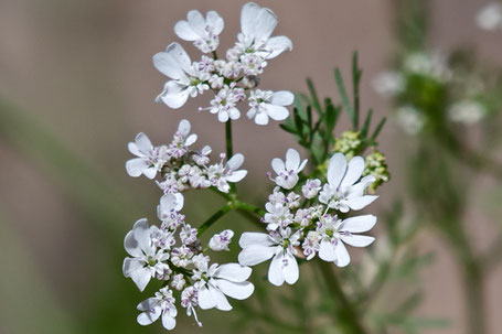 Coriander, Cilantro, Coriandrum sativum, New Mexico
