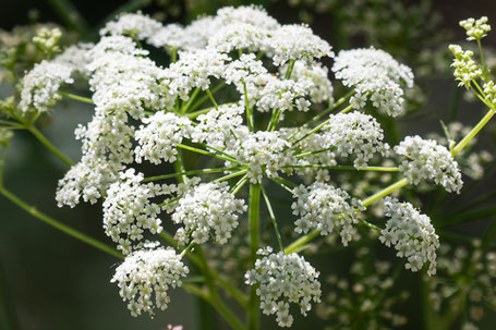Spotted Water-Hemlock, Cicuta maculata, New Mexico