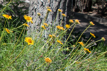 Resinbush, Viguiera stenoloba, New Mexico