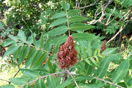 Smooth Sumac, Rhus Glabra, New Mexico