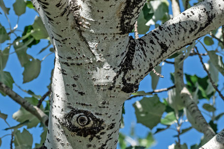 Silver Poplar or White Poplar, Populus alba, New Mexico
